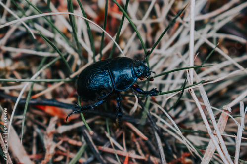 Black Geotrupes stercorarius on the grass photo