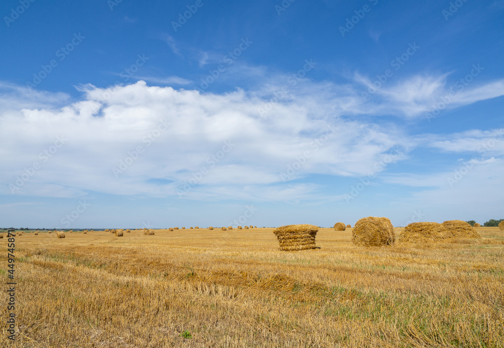 Field with wheat, rye. Farm with haystacks. Harvest season.
