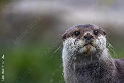 An Otter by the river