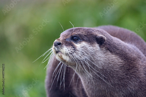 An Otter by the river