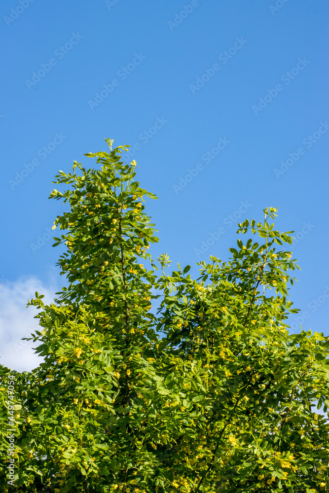 Green acacia: young, bright green, blooming. Beautiful spring landscape Green acacia: young, bright green, blooming. Beautiful spring landscape