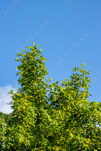 Green acacia  young  bright green  blooming. Beautiful spring landscape