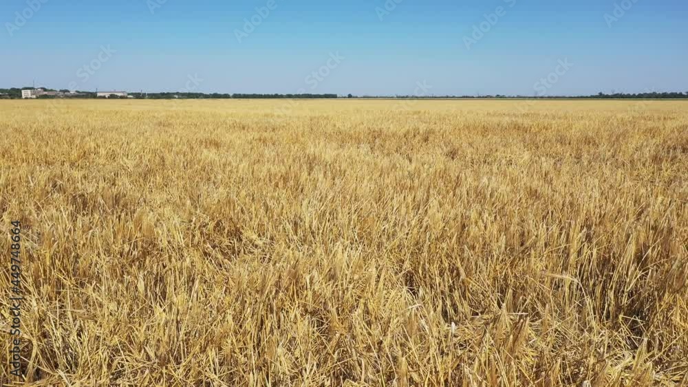 Wheat field after a hurricane. Broken ears of wheat. Video filmed by drone Wheat field after a hurricane. Broken ears of wheat. Video filmed by drone