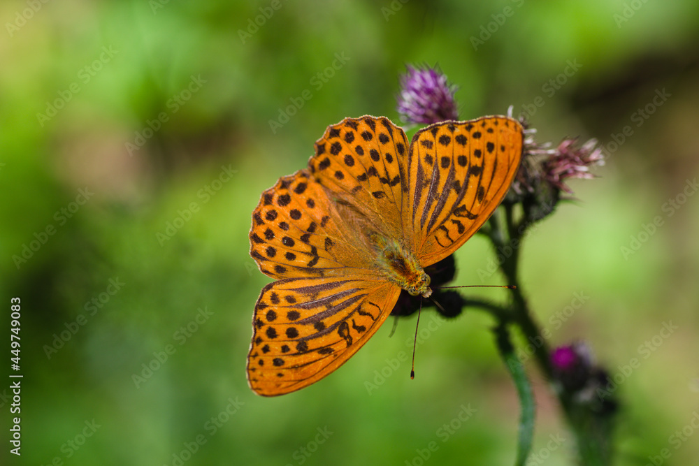 butterfly on flower butterfly on flower