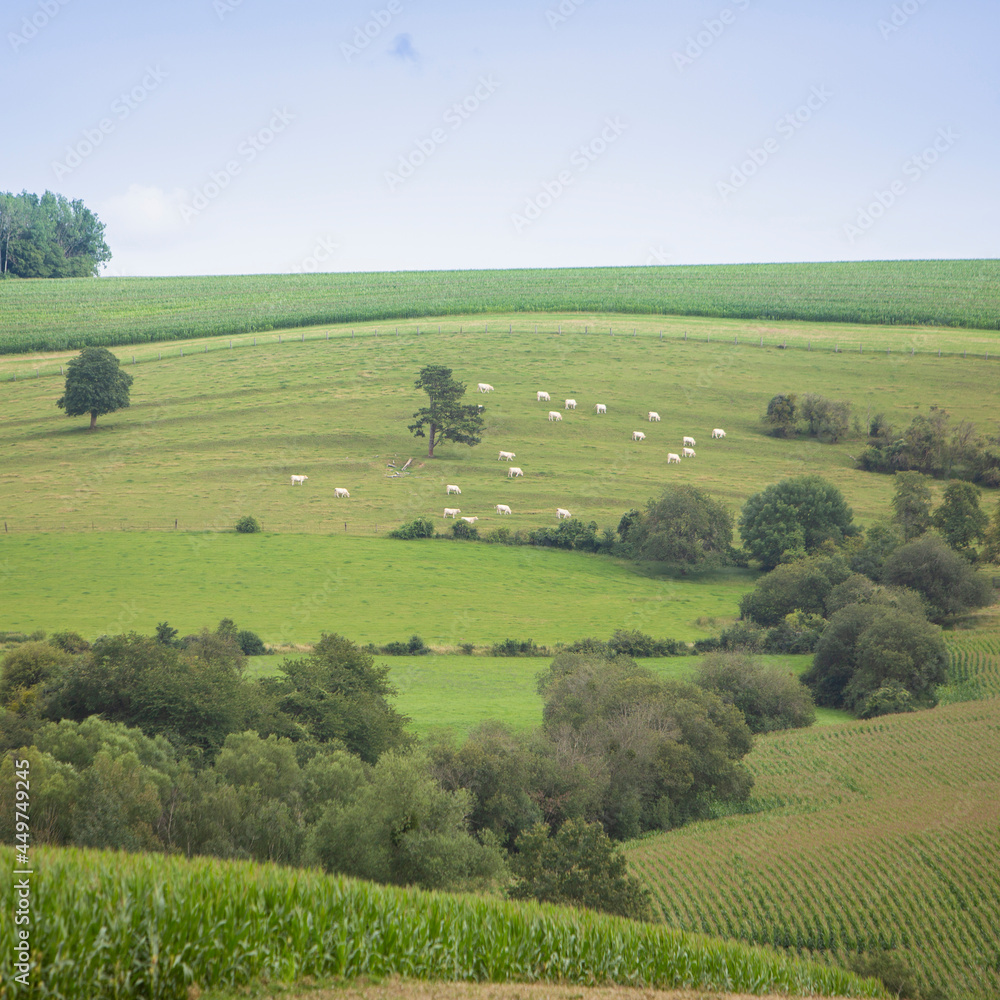 white cows graze in green field of morvan area in france