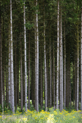 Fototapeta Naklejka Na Ścianę i Meble -  grey trunks of spruce trees and yellow summer flowers