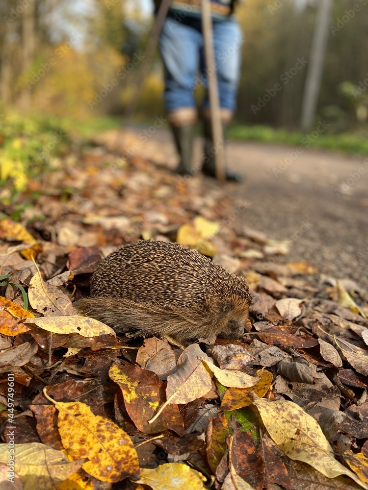 A hedgehog is sitting on fallen yellow-brown autumn leaves against the background of men's feet in boots and with a stick. A hedgehog is sitting on fallen yellow-brown autumn leaves against the background of men's feet in boots and with a stick.