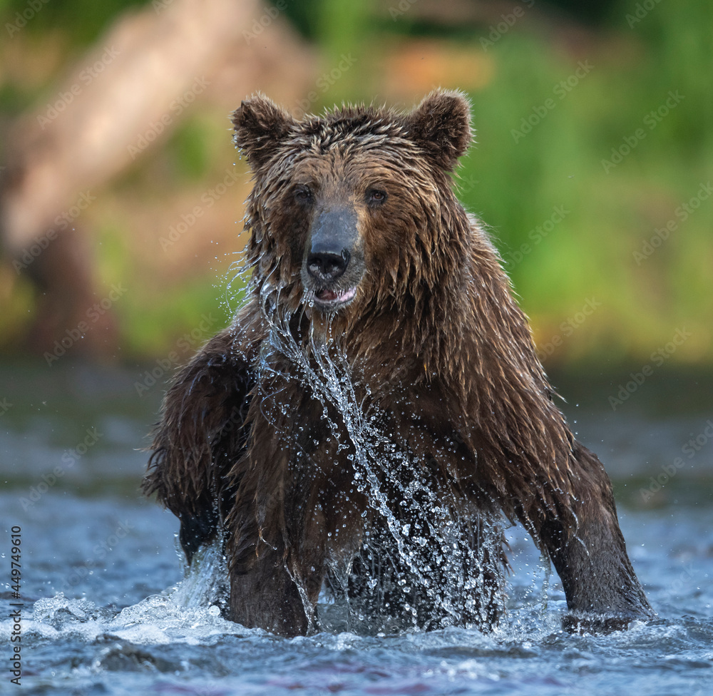 Portrait of wet brown bear. Front view, Close up. Wild adult brown bear male fishing in the river . Kamchatka brown bear, Ursus Arctos Piscator. Natural habitat. Kamchatka, Russia. Portrait of wet brown bear. Front view, Close up. Wild adult brown bear male fishing in the river . Kamchatka brown bear, Ursus Arctos Piscator. Natural habitat. Kamchatka, Russia.