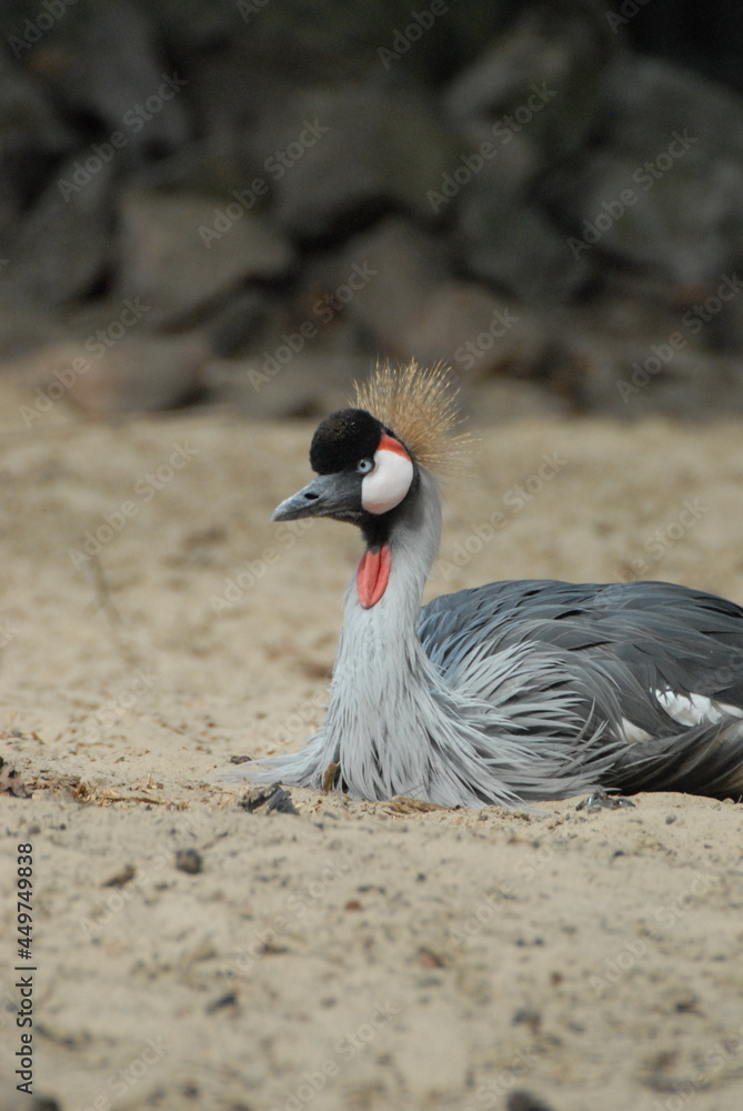 Fototapeta premium Tierpark Ueckermünde, sitzender Kronenkranich