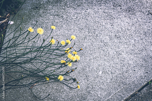 Yellow dandelion in the sidewalk