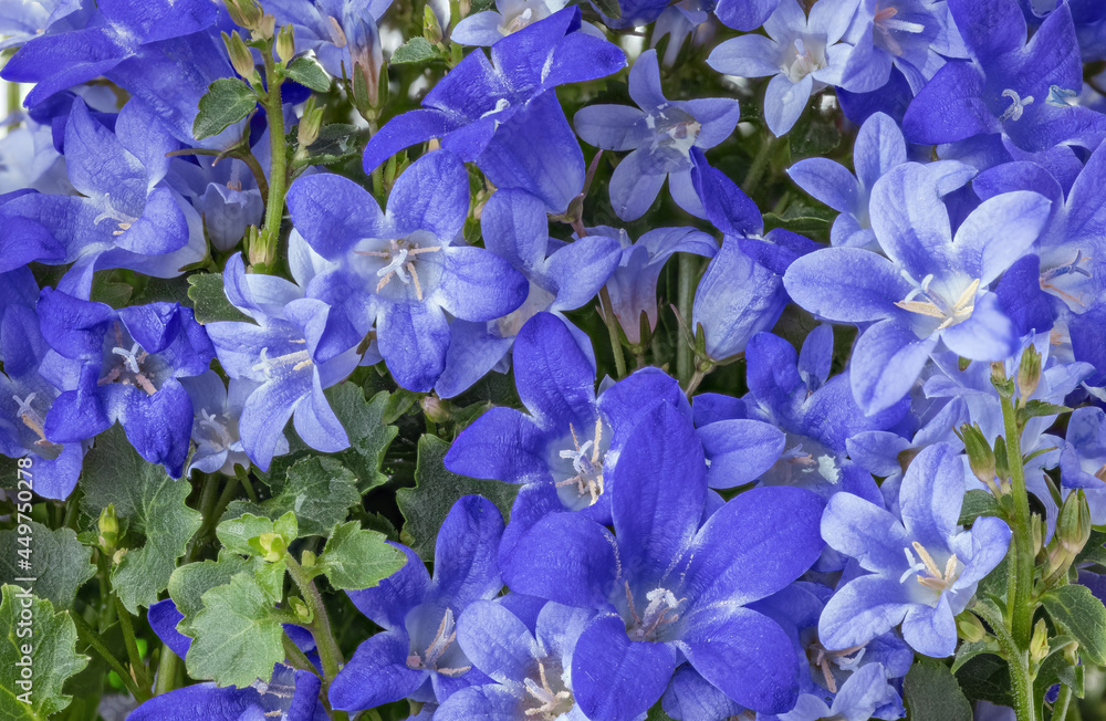 blue bellflowers lush bunch background