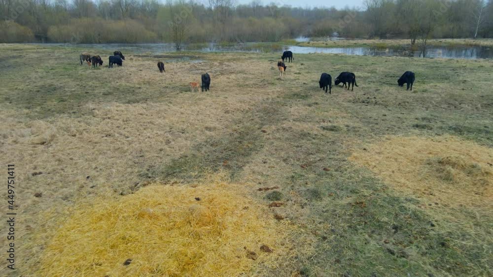Wild cows in naked pasture in spring. Cows graze in wild pasture among dry grass on a picturesque background. Wildlife concept. Wild cows in naked pasture in spring. Cows graze in wild pasture among dry grass on a picturesque background. Wildlife concept.