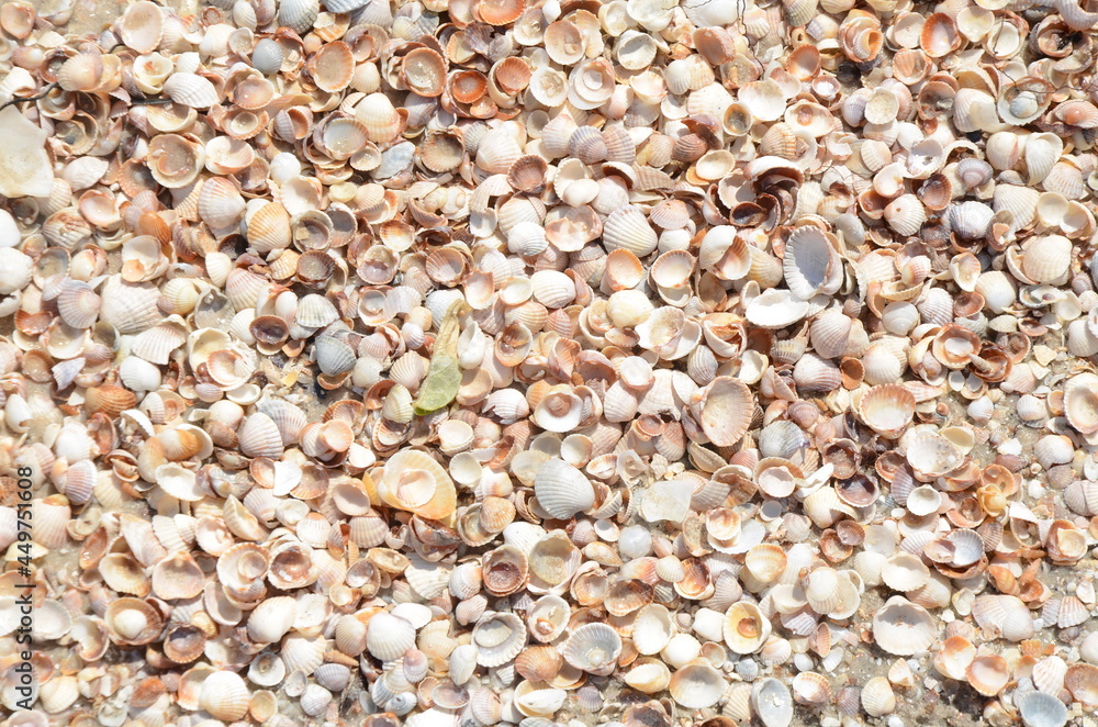 beach, stone, texture, pebble, sea, nature, rock, sand, stones, pattern, gravel, backgrounds, textured, pebbles, close-up, shell, small, macro, rocks, surface, material, shells, closeup, backdrop, shi