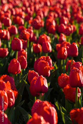 Spring background with red tulips flowers. beautiful blossom tulips field. spring time. banner  copy space