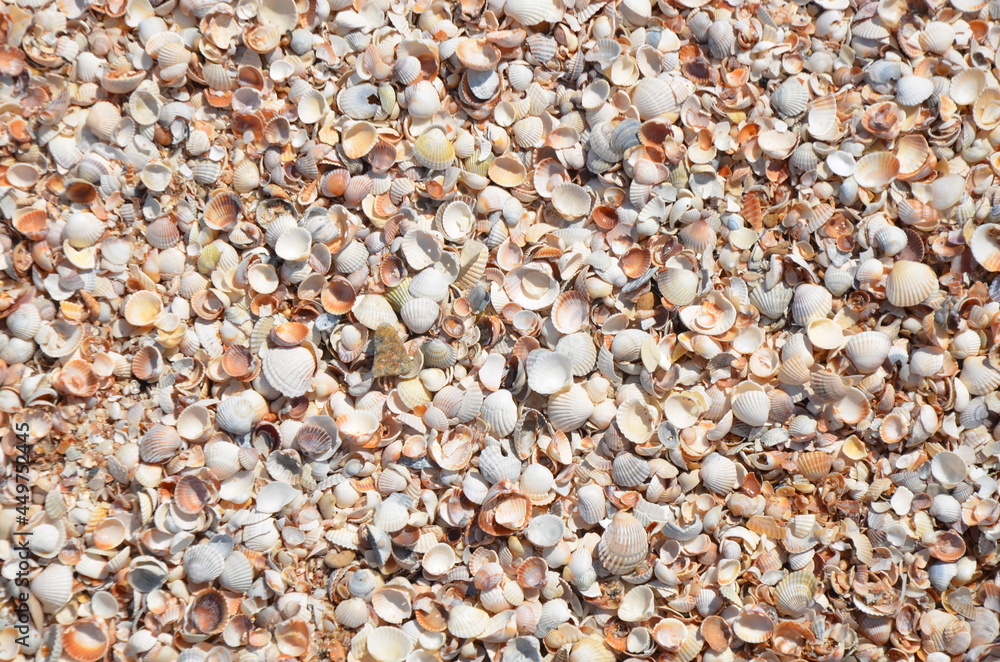 stone, beach, pebble, texture, sea, nature, stones, rock, pattern, gravel, sand, backgrounds, pebbles, textured, rocks, close-up, small, macro, gray, material, shell, shells, closeup, coast, surface