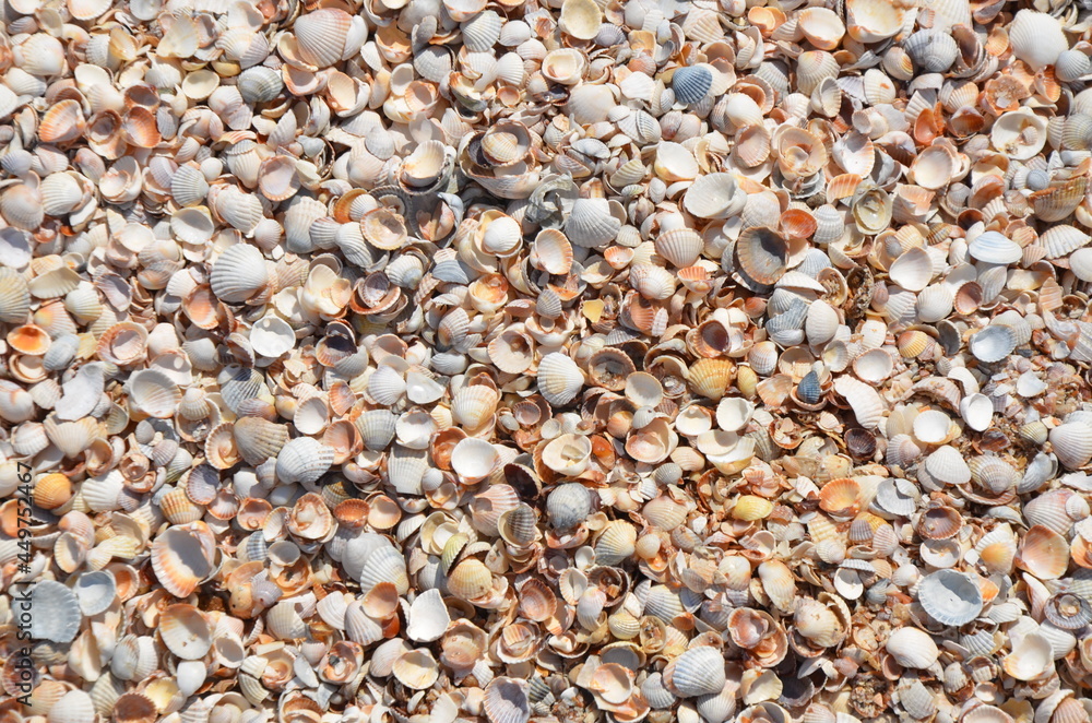 beach, sea, stone, pebble, nature, texture, shell, sand, stones, pebbles, rock, pattern, gravel, shells, backgrounds, rocks, textured, macro, ocean, summer, shore, surface, close-up, closeup, water