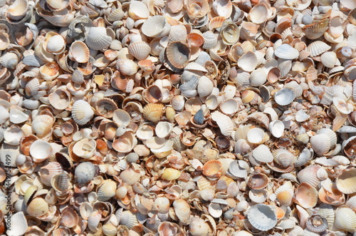beach, sea, stone, pebble, nature, texture, shell, sand, stones, pebbles, rock, pattern, gravel, shells, backgrounds, rocks, textured, macro, ocean, summer, shore, surface, close-up, closeup, water