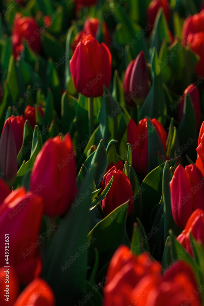 Spring background with red tulips flowers. beautiful blossom tulips field. spring time. banner, copy space Spring background with red tulips flowers. beautiful blossom tulips field. spring time. banner, copy space