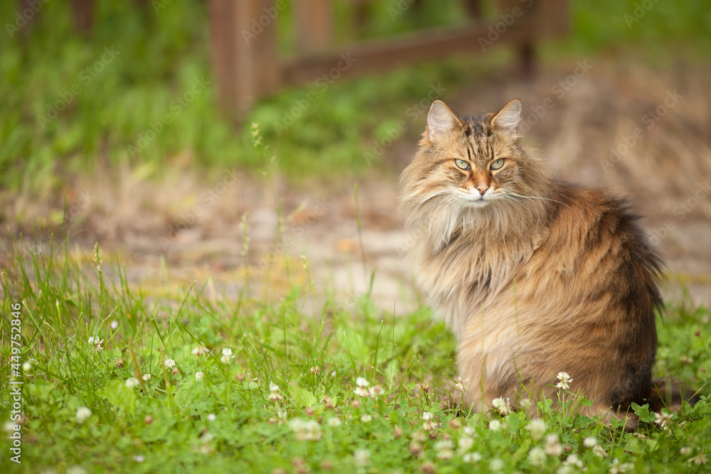 Young long haired brown cat walks outdoor next to the house