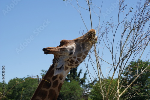 Une girafe au Pal