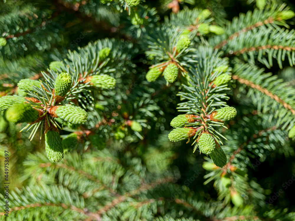 Small immature cones on pine, spruce, green, logging, tree planting, green zone in cities