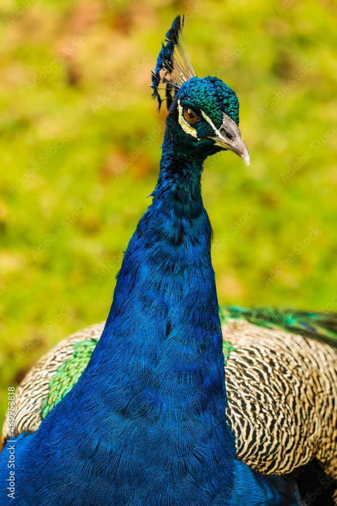 Obraz premium Close up head shot of Male colourful peacock in constantia valley Cape Town South Africa