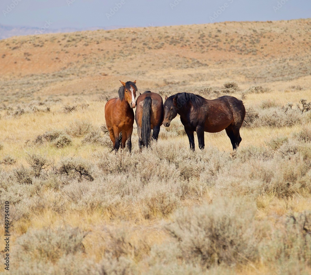 Wild mustang horses in Cody Wyoming