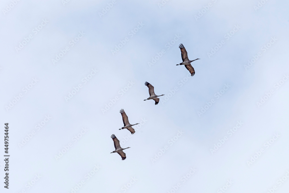 A Flight of Sandhill Cranes Passing Overhead A Flight of Sandhill Cranes Passing Overhead