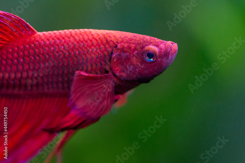 Beautiful male red beta fish