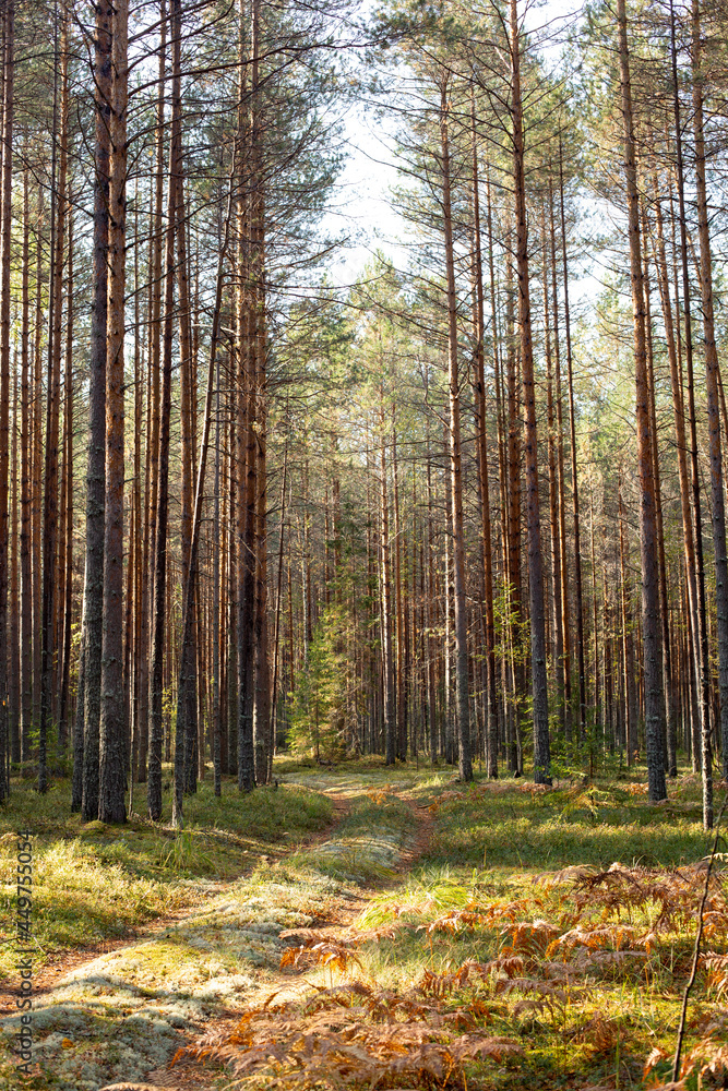 Landscape of a forest road covered with moss in sunlight. Autumn pine forest background. Landscape of a forest road covered with moss in sunlight. Autumn pine forest background.