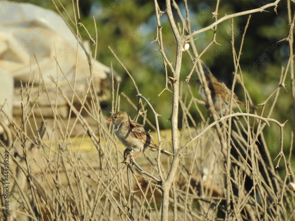 Oiseau Oiseau