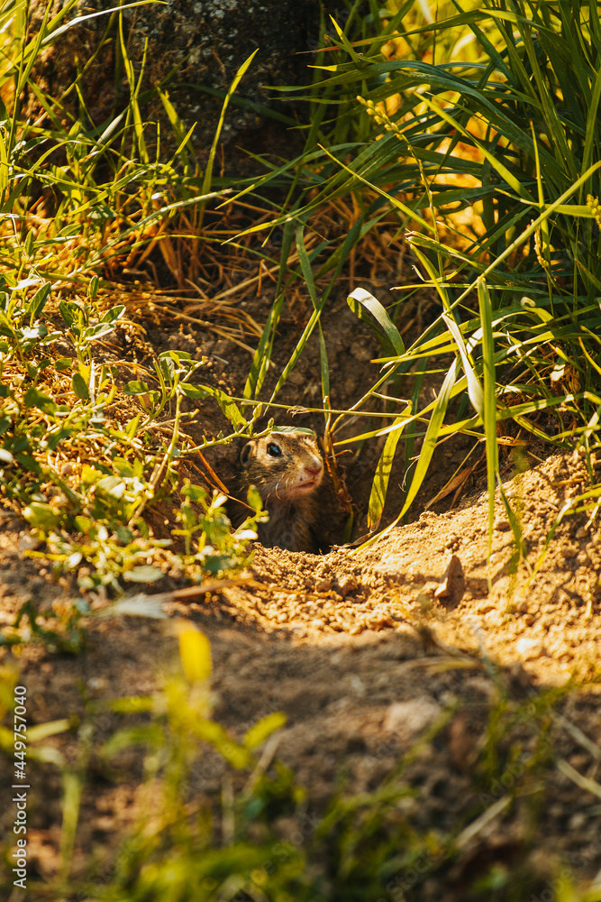 Obraz premium sysel looks