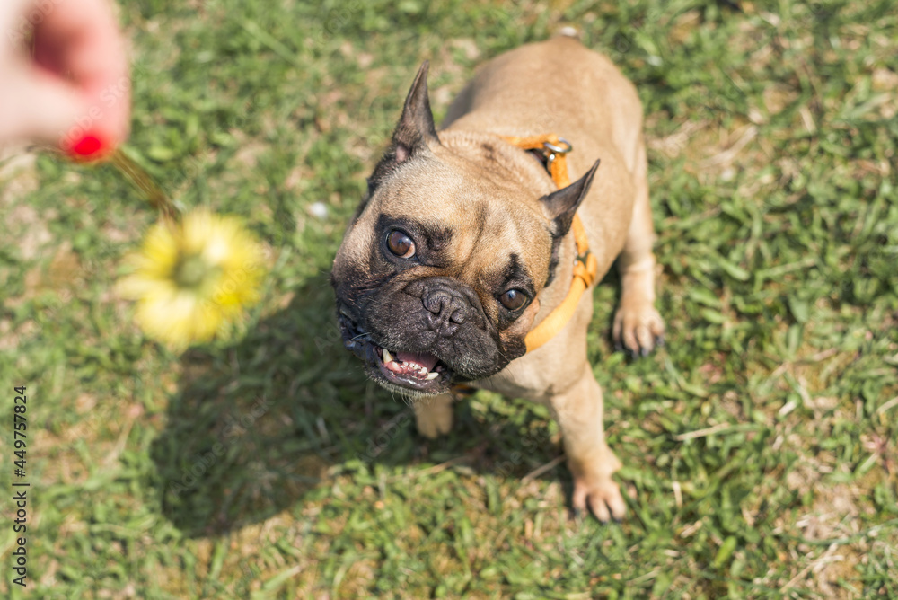 French bulldog watches a flower that is held over his nose