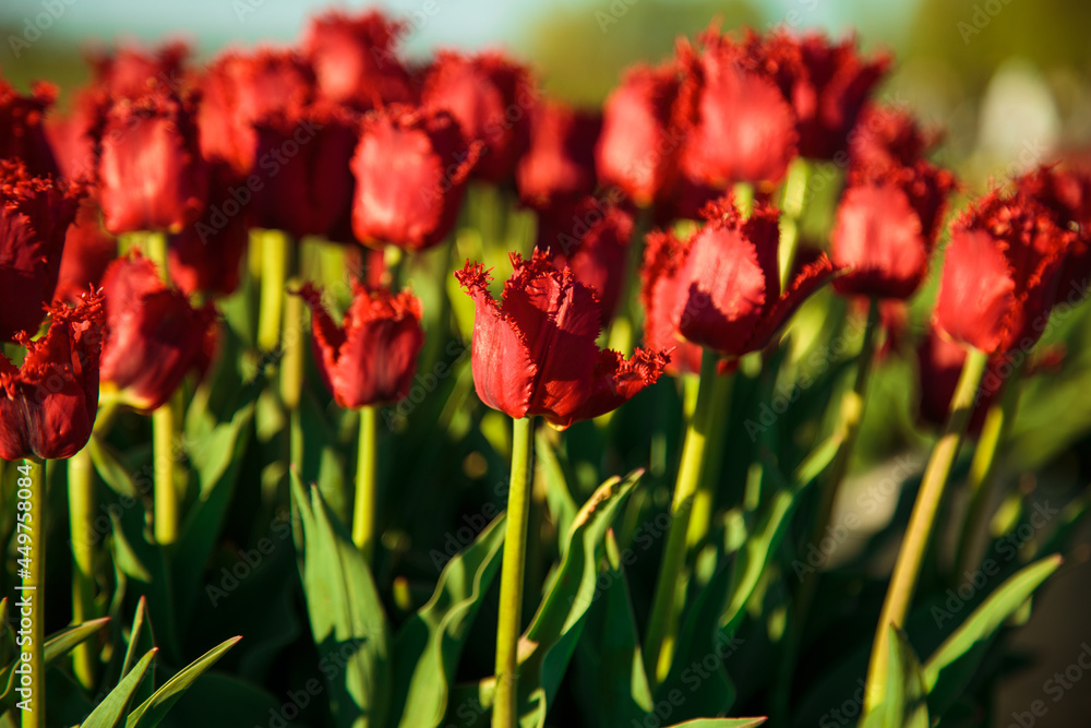 Spring background with red tulips flowers. beautiful blossom tulips field. spring time. banner, copy space