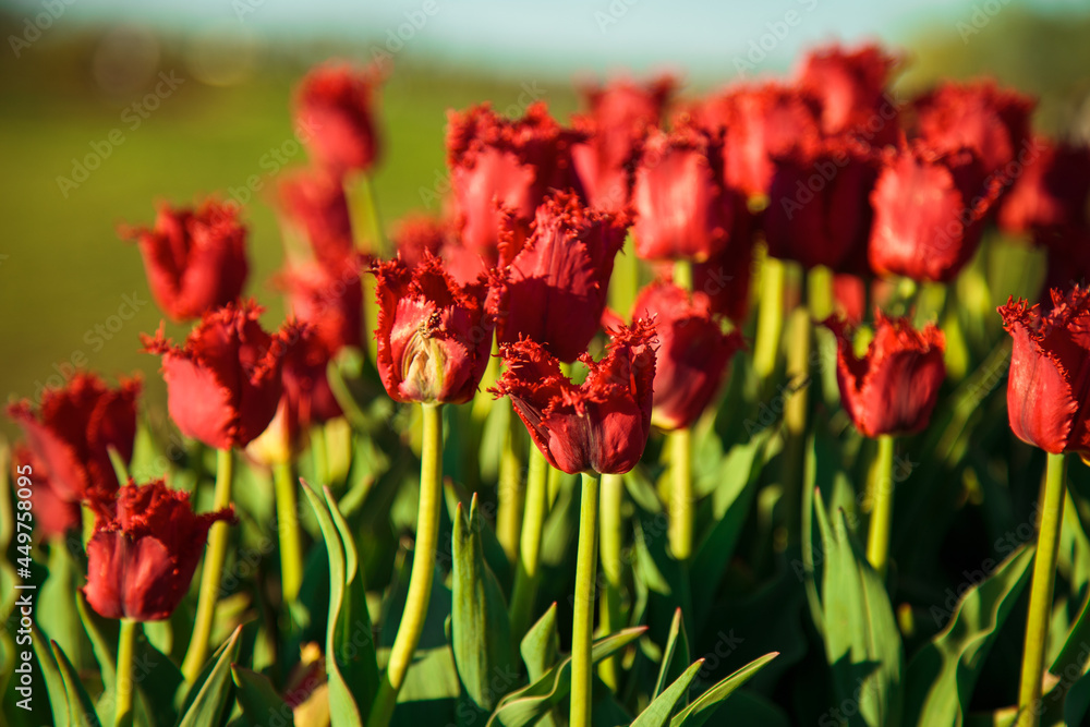 Obraz premium Spring background with red tulips flowers. beautiful blossom tulips field. spring time. banner, copy space