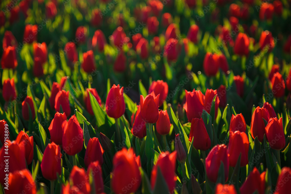 Obraz premium Spring background with red tulips flowers. beautiful blossom tulips field. spring time. banner, copy space