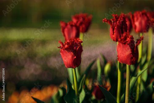 Spring background with red tulips flowers. beautiful blossom tulips field. spring time. banner  copy space