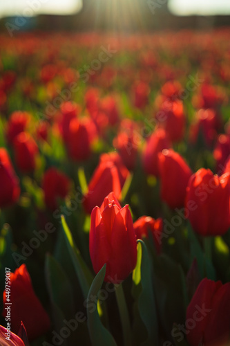 Spring background with red tulips flowers. beautiful blossom tulips field. spring time. banner  copy space