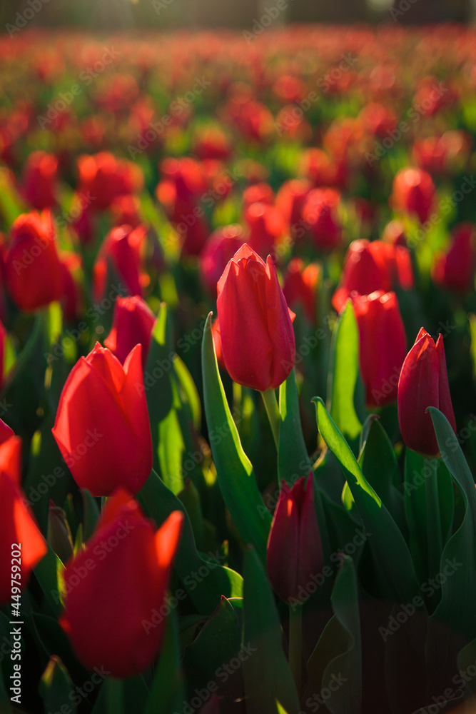 Spring background with red tulips flowers. beautiful blossom tulips field. spring time. banner, copy space
