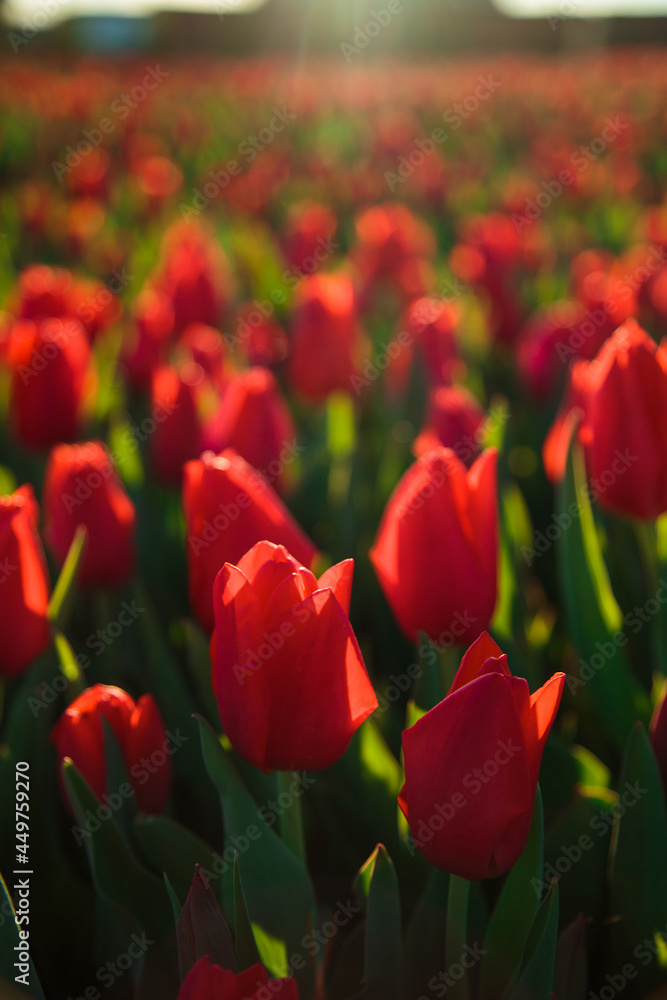Spring background with red tulips flowers. beautiful blossom tulips field. spring time. banner, copy space