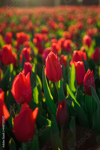 Obraz na płótnie Spring background with red tulips flowers. beautiful blossom tulips field. spring time. banner, copy space w salonie