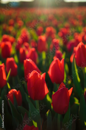 Obraz na płótnie Spring background with red tulips flowers. beautiful blossom tulips field. spring time. banner, copy space w salonie