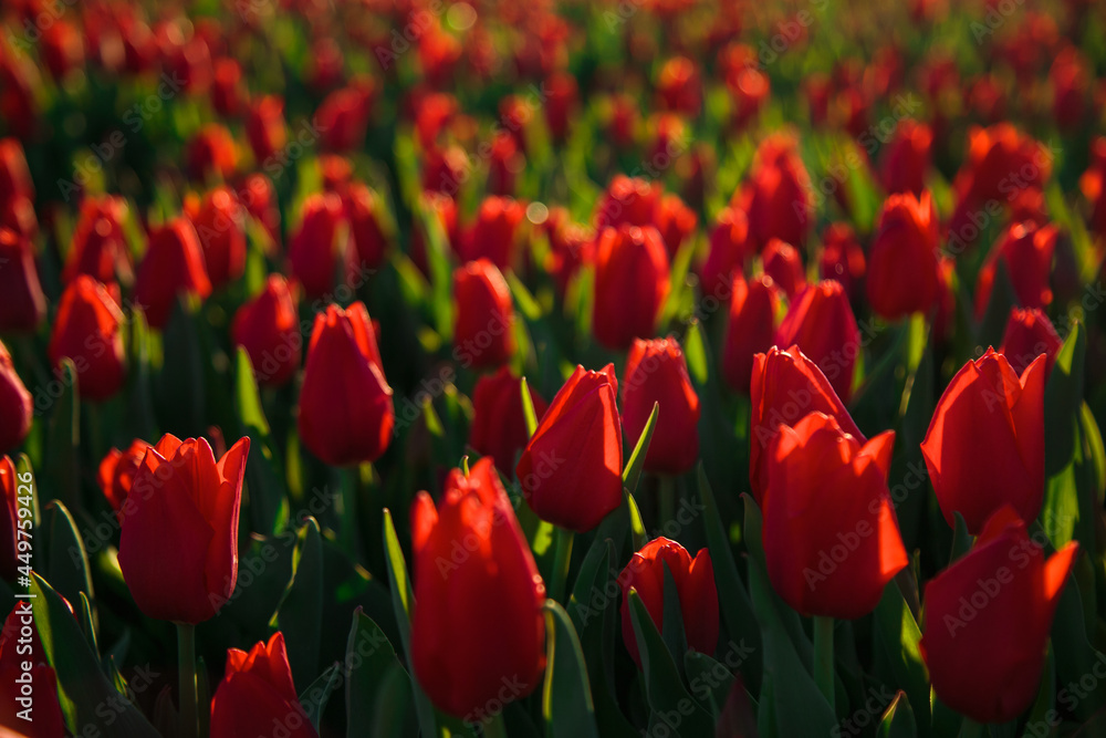 Spring background with red tulips flowers. beautiful blossom tulips field. spring time. banner, copy space