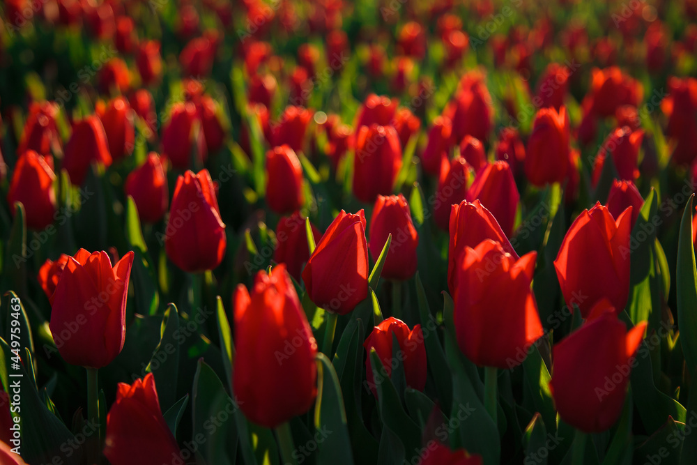 Spring background with red tulips flowers. beautiful blossom tulips field. spring time. banner, copy space