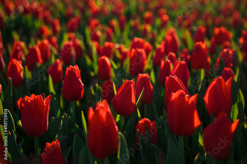 Obraz na płótnie Spring background with red tulips flowers. beautiful blossom tulips field. spring time. banner, copy space w salonie