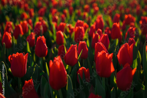 Obraz na płótnie Spring background with red tulips flowers. beautiful blossom tulips field. spring time. banner, copy space w salonie