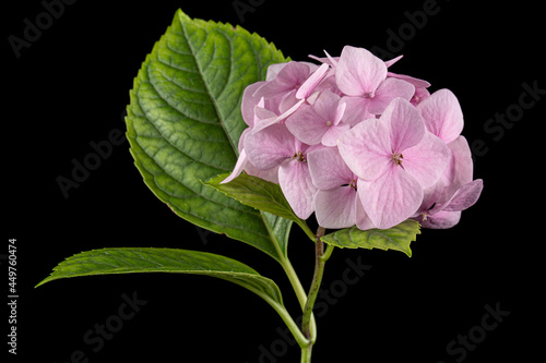 Inflorescence of the tenderly pink flowers of hydrangea, isolated on black background