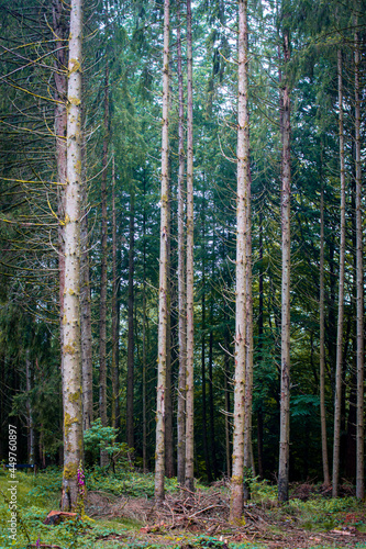 Fototapeta Naklejka Na Ścianę i Meble -  Forêt de pin