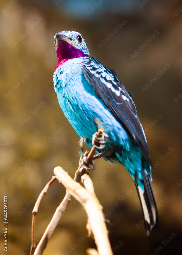 Obraz premium Spangled Cotinga with red and blue feathers at branch