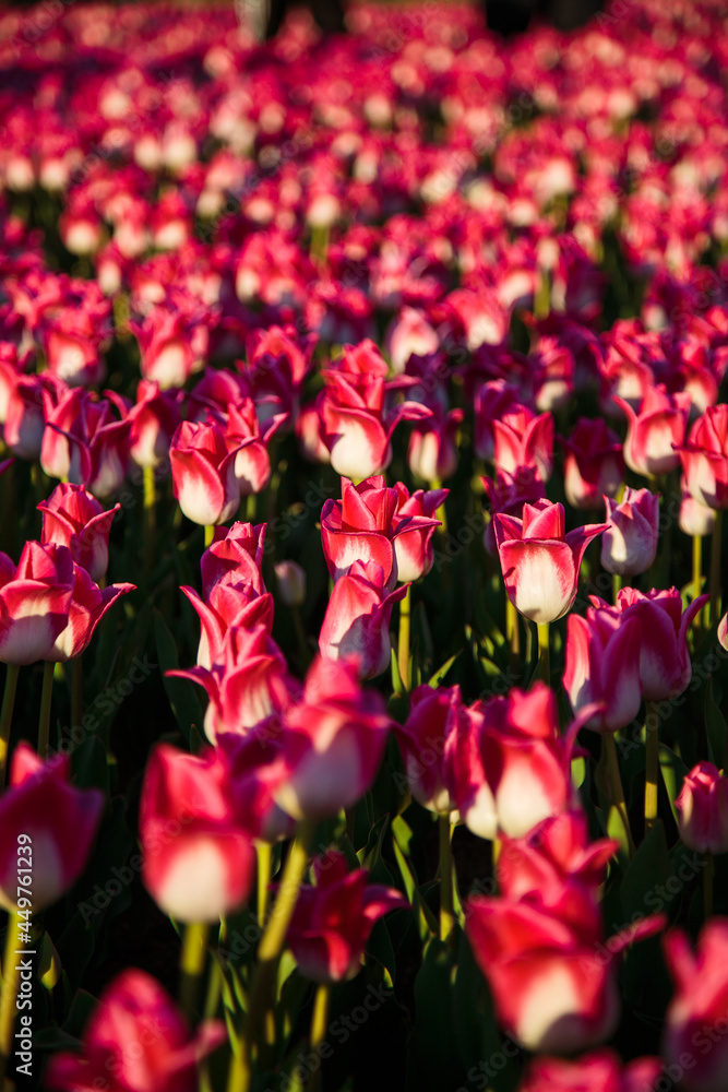 Spring background with pink tulips flowers. beautiful blossom tulips field. spring time. banner, copy space